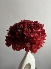 Гортензия макрофила стабилизированная винная