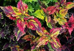 Монпасье колеус КСР