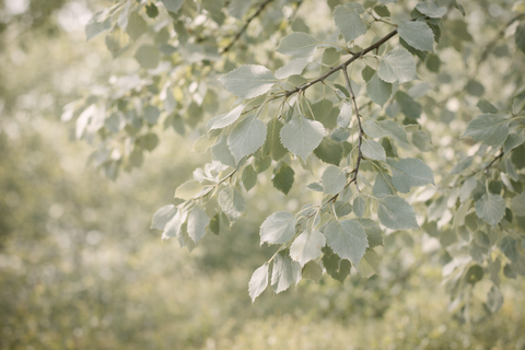 Тополь белый (серебристый)