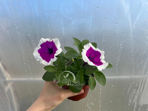 Петуния Каскадиас Римаркабл