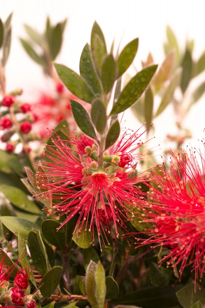 Каллистемон laevis melaleuca callistemon