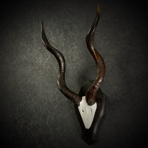 Рога антилопы Куду на медальоне