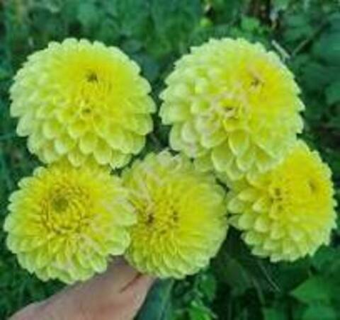 Георгин Вестник