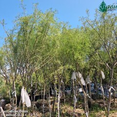 Карагана древовидная/Caragána arboréscens