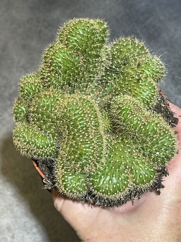 Хилдевинтера Ауреспина Кристата d10