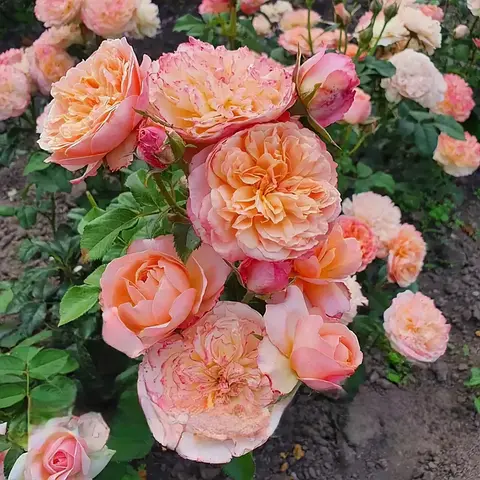 Эдит (Edith)
