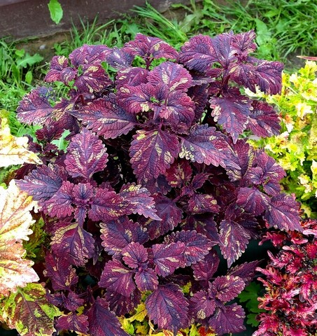 Руби Тай колеус