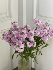 Маттиола кустовая в розовом оттенке