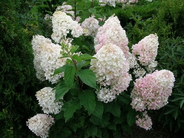 Гортензия метельчатая Сильвер Доллар – купить за 350 ₽ | Vegetativka22