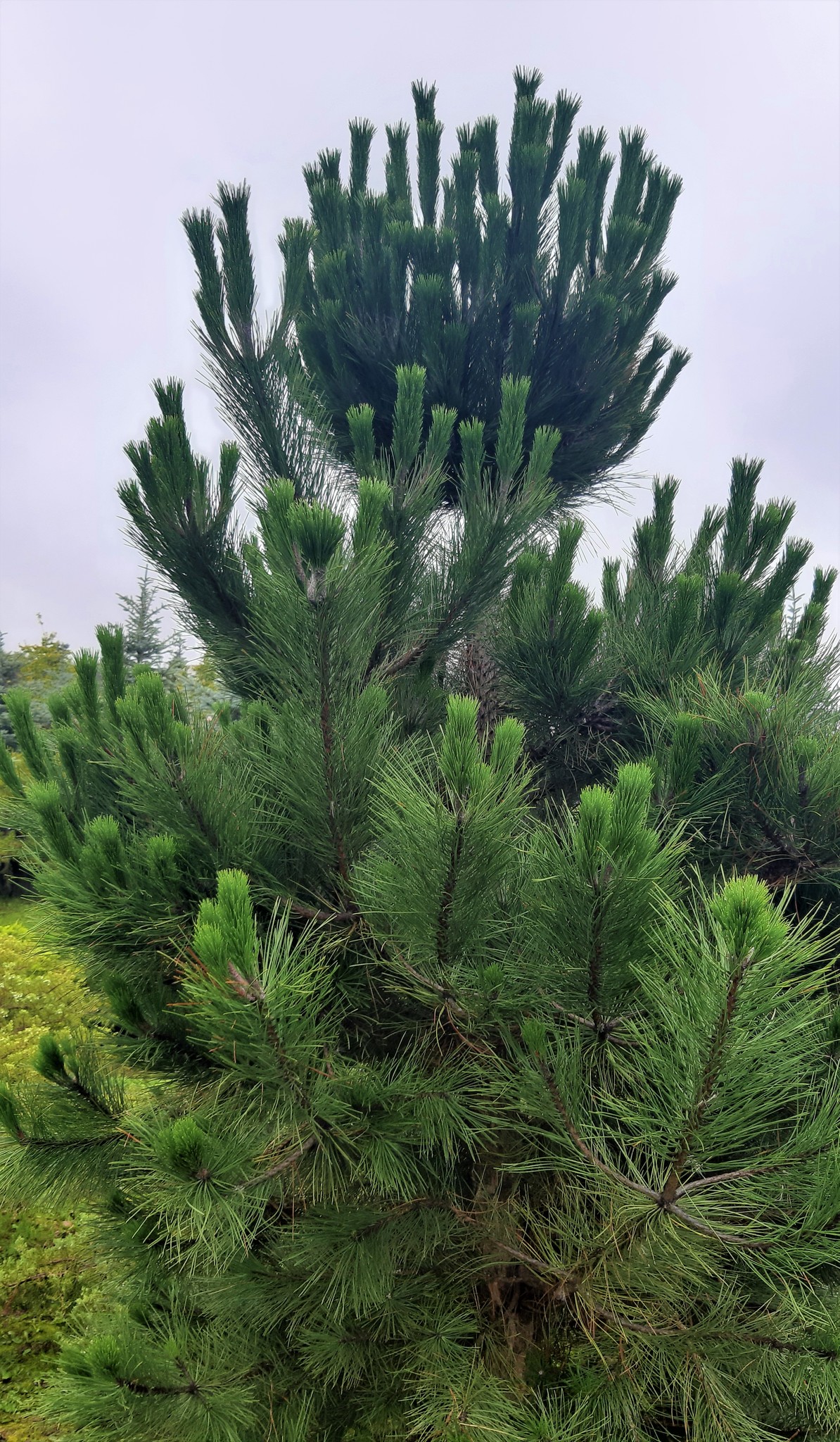 Сосна черная pinus nigra