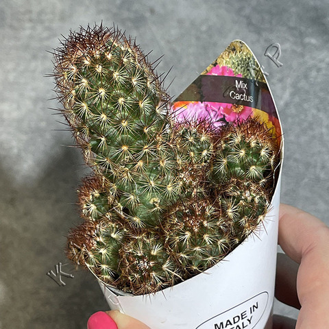 Маммиллярия Элонгата Рубра d7