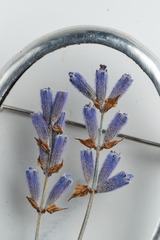 Брошь-булавка из стекла с гербарием «Лаванда», Россия