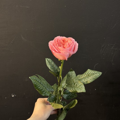 Роза пионовидная Pink Expression 65 см 1 шт