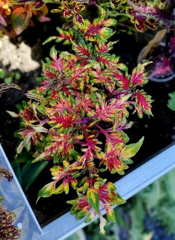 Побрякушка ТТ колеус КСР