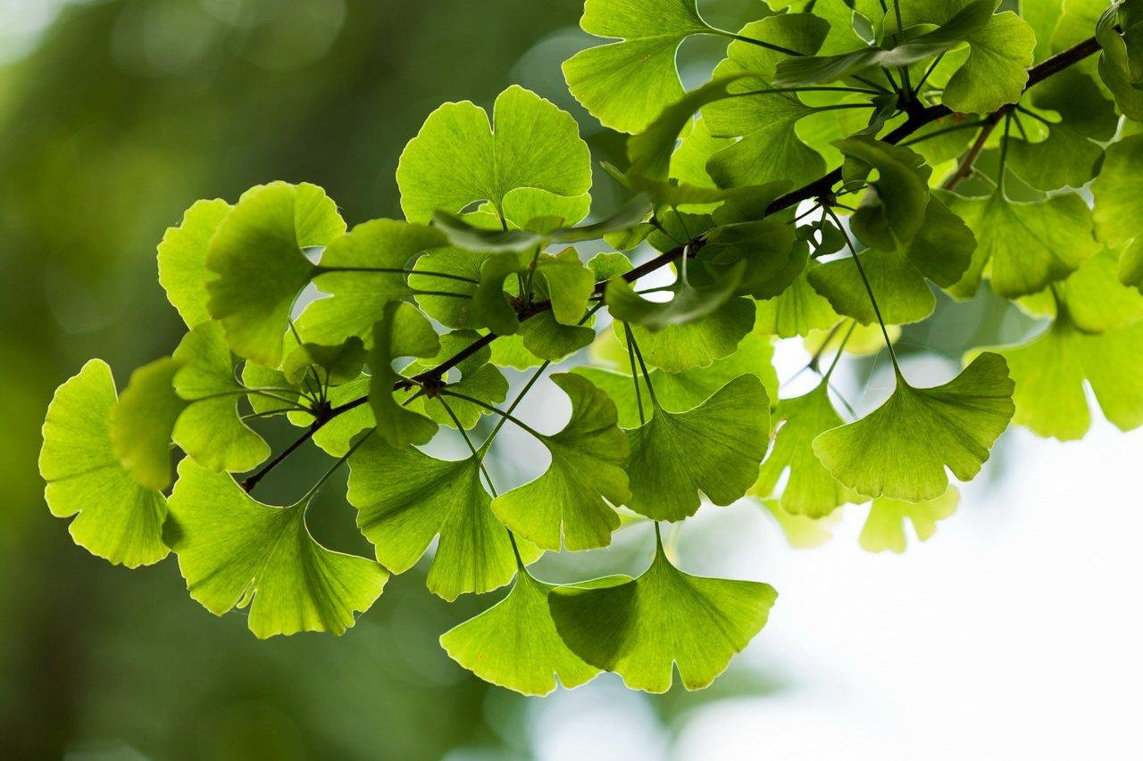 Гинкго ginkgo