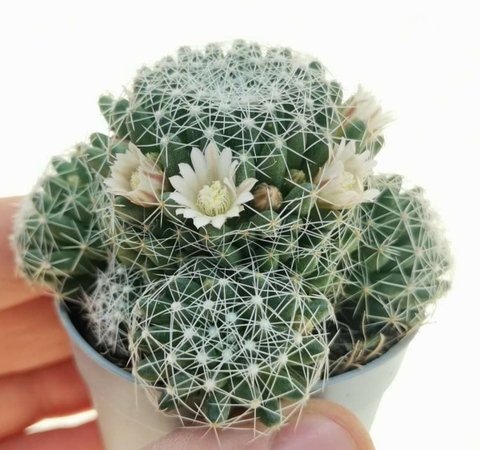 Маммиллярия Десипиенс d7