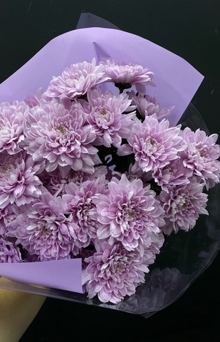 Хризантема 5шт 50см