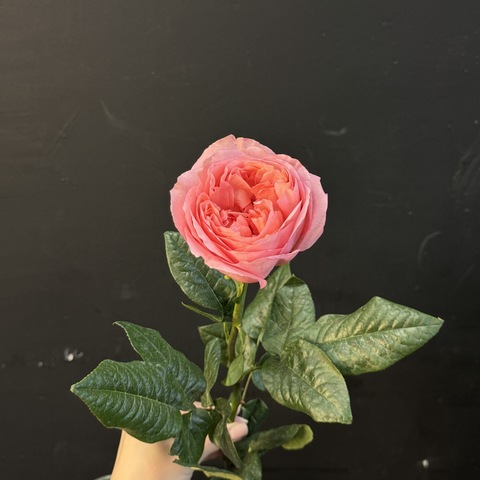 Роза пионовидная Pink Expression 65 см 1 шт