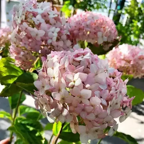 Гортензия древовидная 