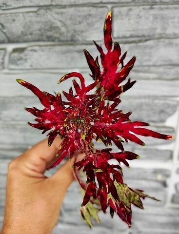 Шурале АГ колеус