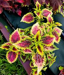 Мила Тай колеус КСР