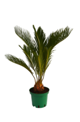 Цикас д. 15 СП