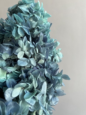 Гортензия стабилизированная голубая крупнолистная