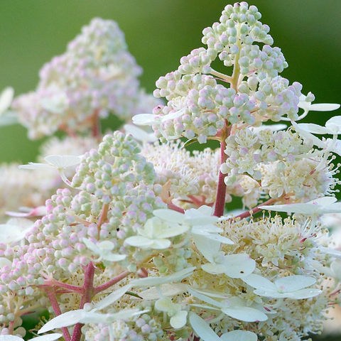 Гортензия метельчатая 