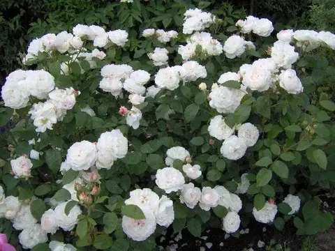 Пенна Бьянка(PENNA BIANCA)