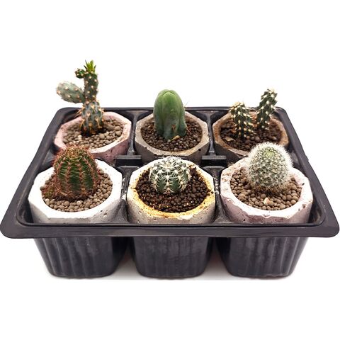 Набор суккулентов D5 №34890