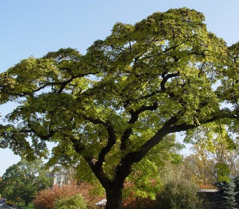 Бархат амурский Phellodendron amurense