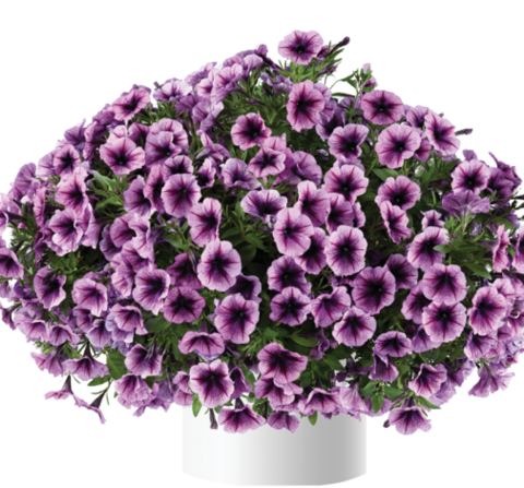 32240 Петуния CASCADIAS PURPLE ICE (ВЕСНА 2025)