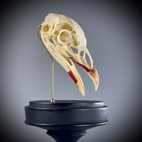 Череп птицы в клоше