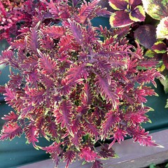 Валери Тай колеус