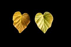 Силиконовый молд 