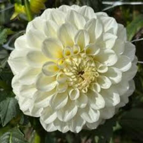 Георгин Бахия Бланка (Bahia blanca)