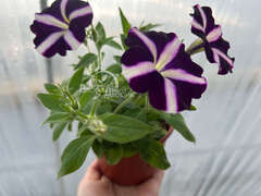 Петуния Amore Purple