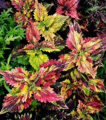 Монпасье колеус КСР