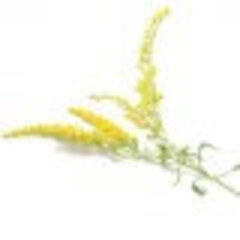 Эфирное масло Золотарника (Goldenrod) - 5 мл. Compagnie des Sens