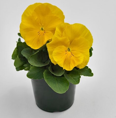S25111 Виола крупноцветковая Inspire DeluXXe Yellow 5 шт.