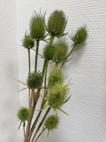 Ворсянка Зеленый (пучок)