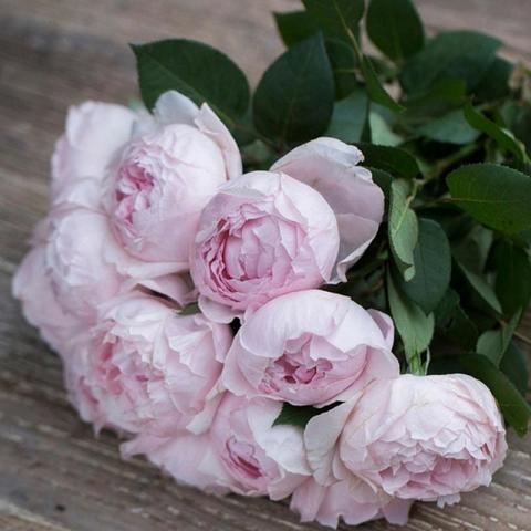 Пиони Пинк (Peony Pink)