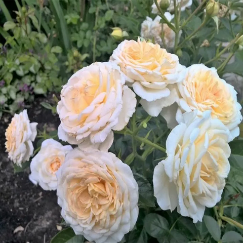 Крим Эбандэнс(Cream Abundance)