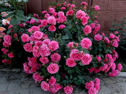 Розариум Ютерсен (Rosarium Uetersen)
