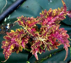 Подарок LO 3 колеус КСР