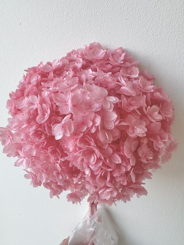 Гортензия стабилизированная сортовая Ягодно-розовый (12-15см)