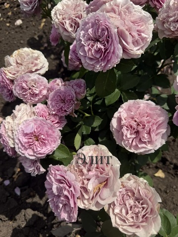 Лавендер Айс(Lavender Ice)