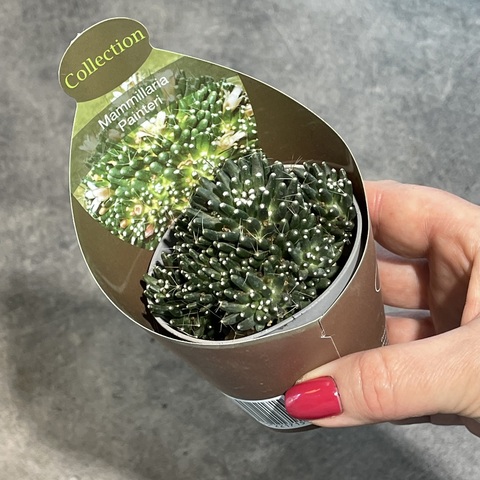 Маммиллярия Пейнтери d7