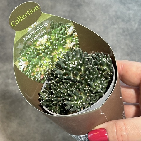 Маммиллярия Пейнтери d7