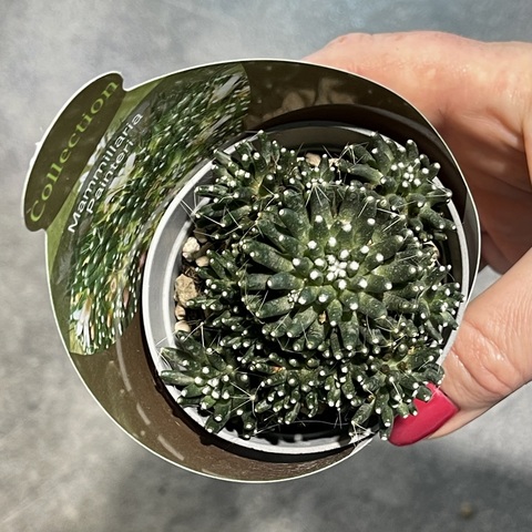 Маммиллярия Пейнтери d7